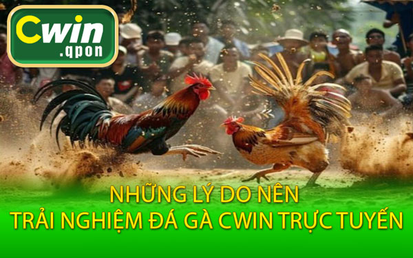 Những Lý Do Nên Trải Nghiệm Đá Gà Cwin Trực Tuyến