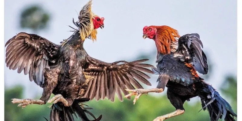 Vì sao đá gà Philippines được nhiều người yêu thích